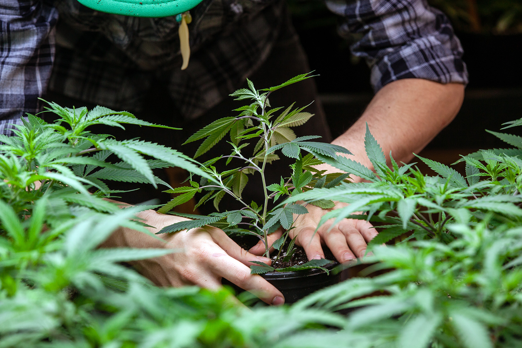 Invictus MD Strategies Corp (OTCMKTS:IVITF) Ventures Into The Retail Cannabis Space