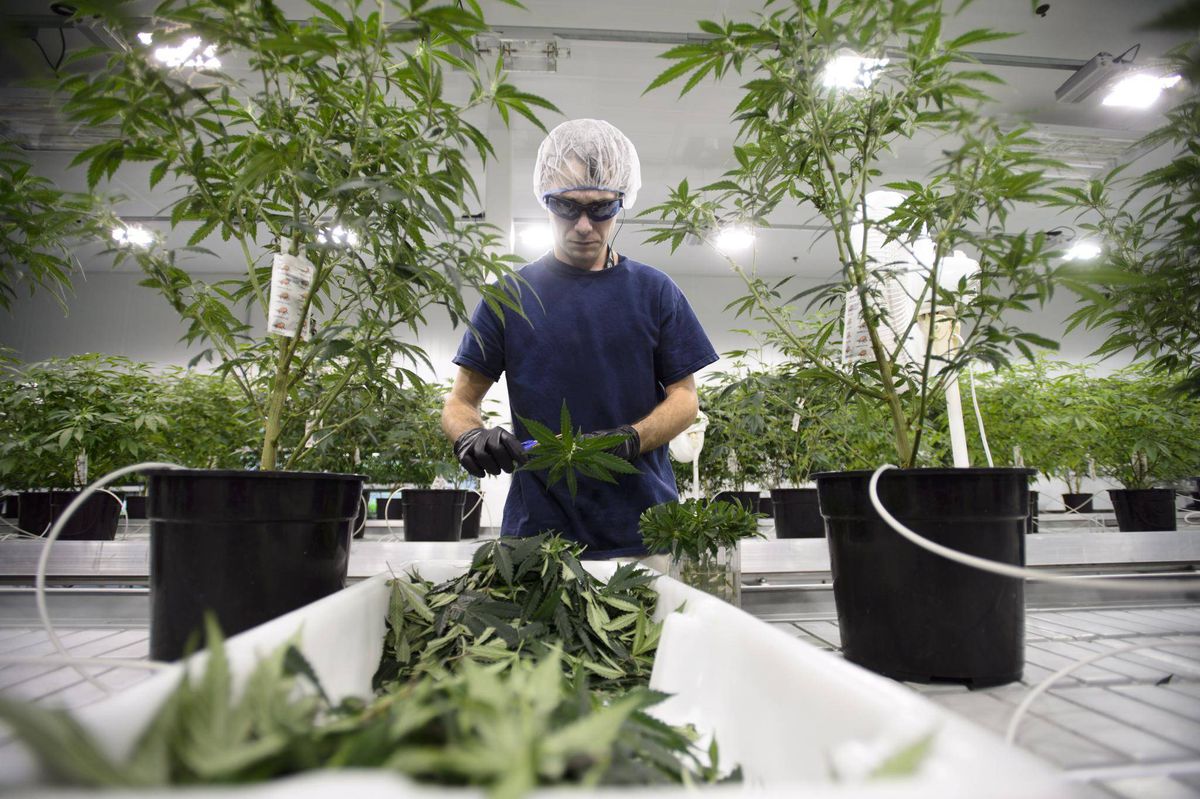 Canopy Growth Corp (OTCMKTS:TWMJF): The Cannabis Industry Leader