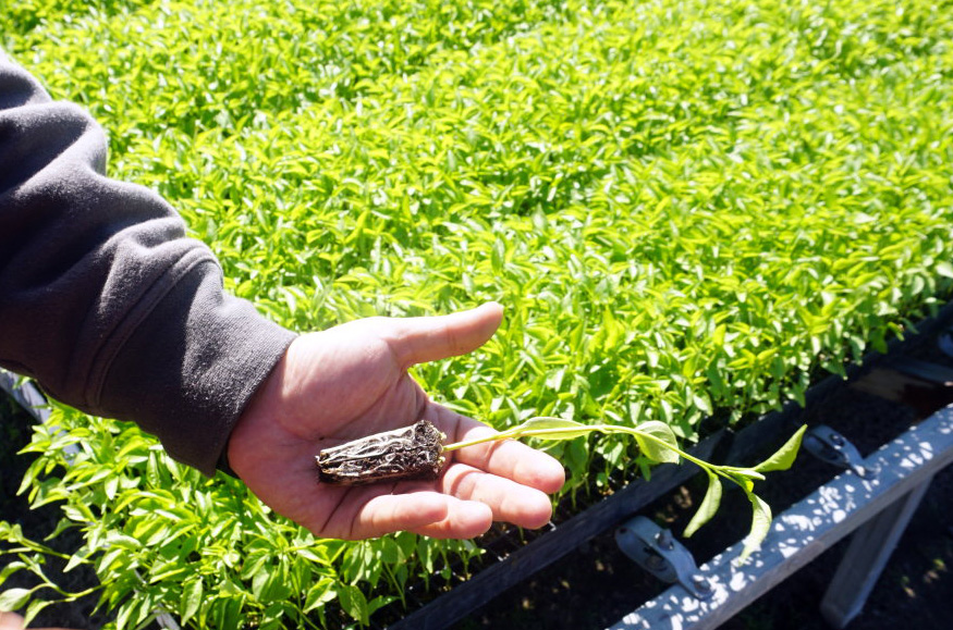 Will ProGreen Properties, Inc. (OTCMKTS:PGUS) Trade Higher Or Run Out Of Steam?