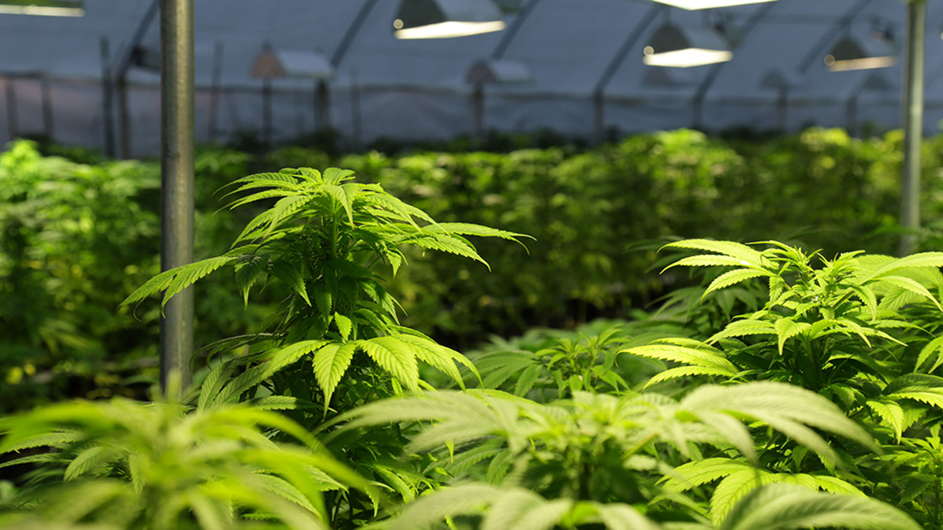General Cannabis Corp (OTCMKTS:CANN) Breaks its Sales Record for the Third Year Running
