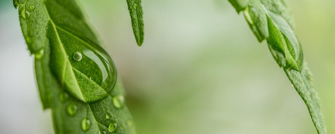 Is Cannabis Science Inc (OTCMKTS:CBIS) Due For A Bounce On Strengthened Brand And Revenue Streams?