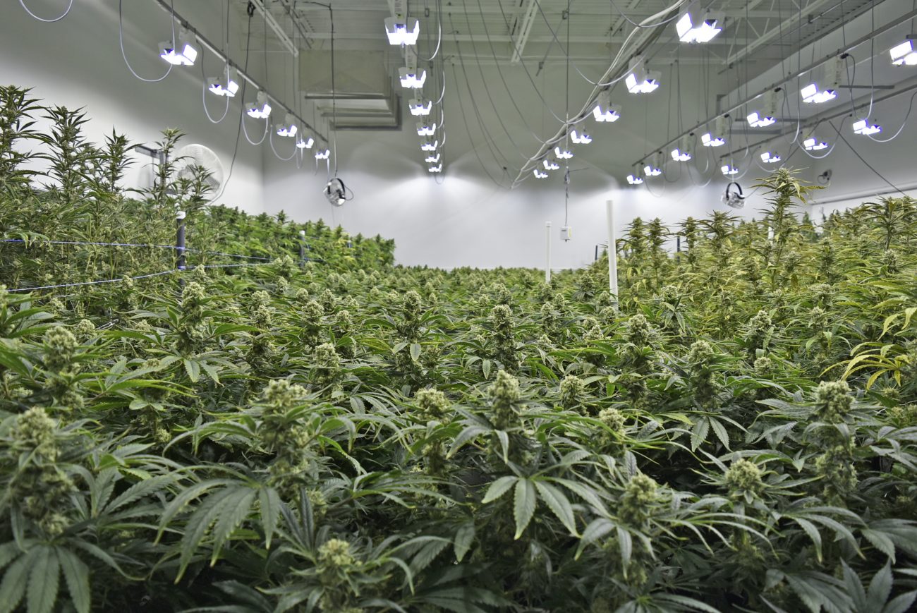 Emblem Corp (OTCMKTS:EMMBF) Skyrocketing As Bulls Regain Control