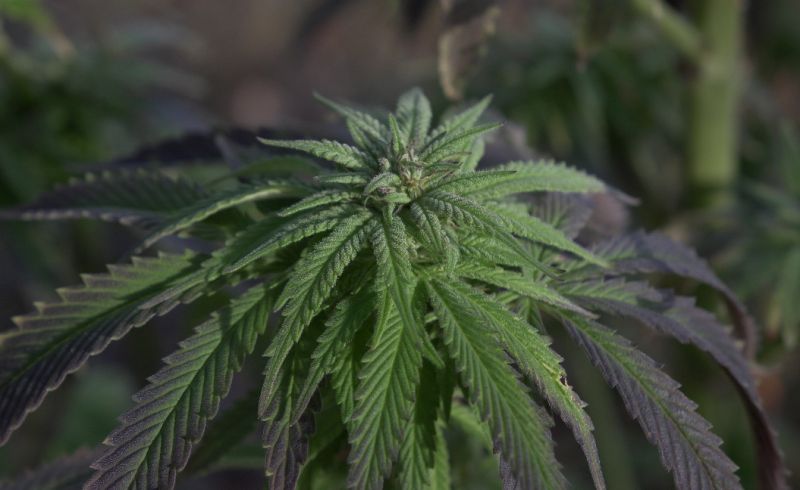 Is Aurora Cannabis Inc (OTCMKTS:ACBFF) A Buy after Minor Correction As Market Sentiments Improve