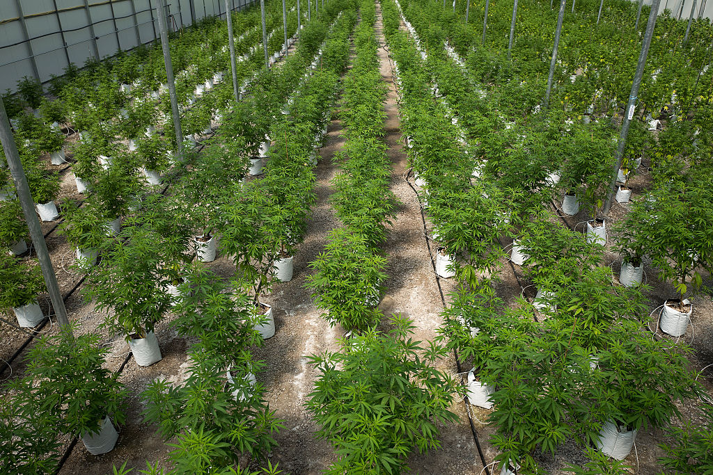 OrganiGram Holdings Inc (OTCMKTS:OGRMF) Look Set To Breakout After Investment Drive And On Acquisition Talk
