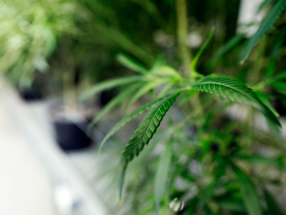 Green Organic Dutchman Holdings Ltd (OTCMKTS:TGODF) Turns Bullish On Robust Growth