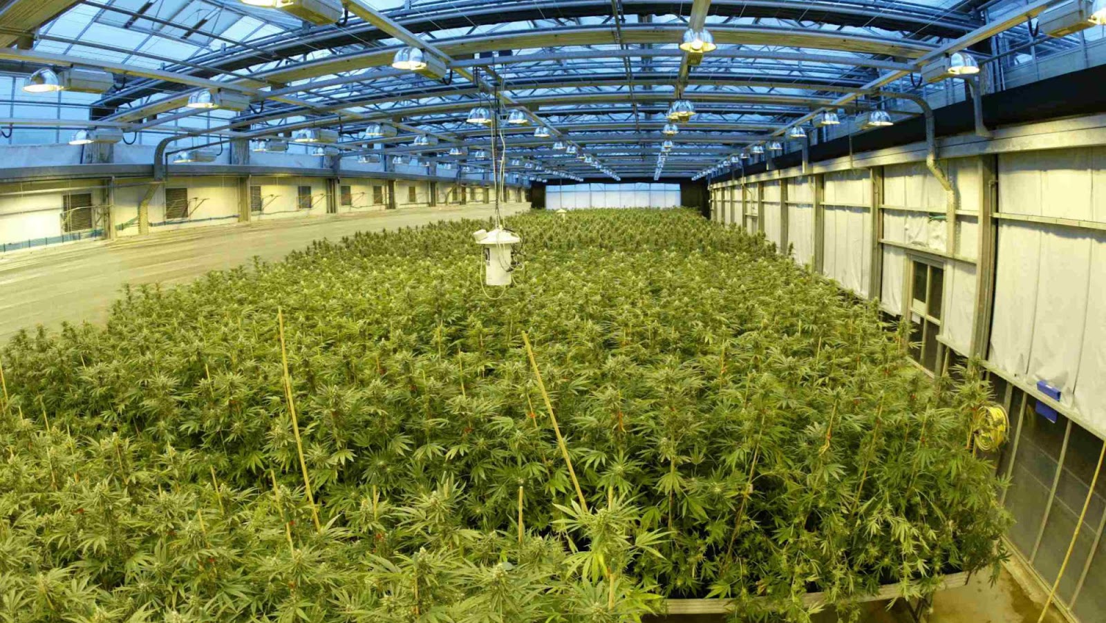 Mym Nutraceuticals Inc (OTCMKTS:MYMMF) is Getting Set to Explode up the Charts