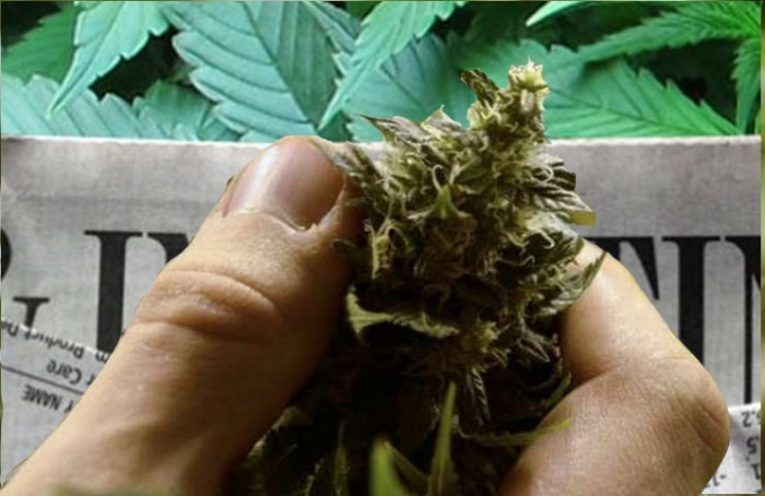 Choom Holdings Inc (OTCMKTS:CHOOF) Explodes To The Top Of The Charts Within A Month