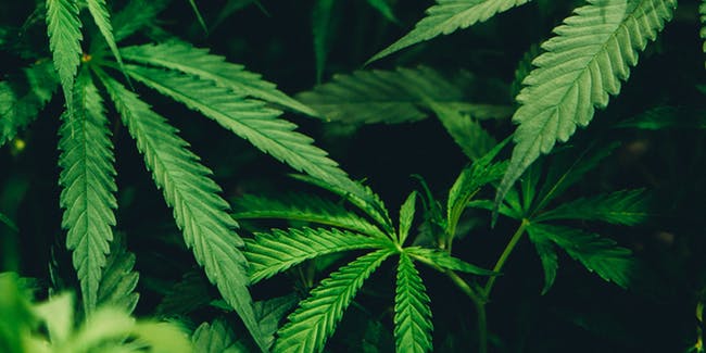 Medmen Enterprises Inc (OTCMKTS:MMNFF) Surging On Robust Sales Growth