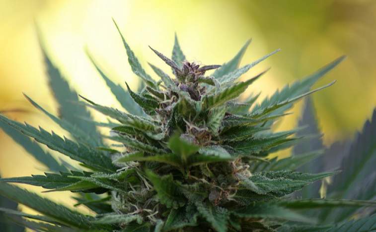Canada, Cannabis and FSD Pharma Inc (CNSX:HUGE): The Majestic Trio With Equal Rewards