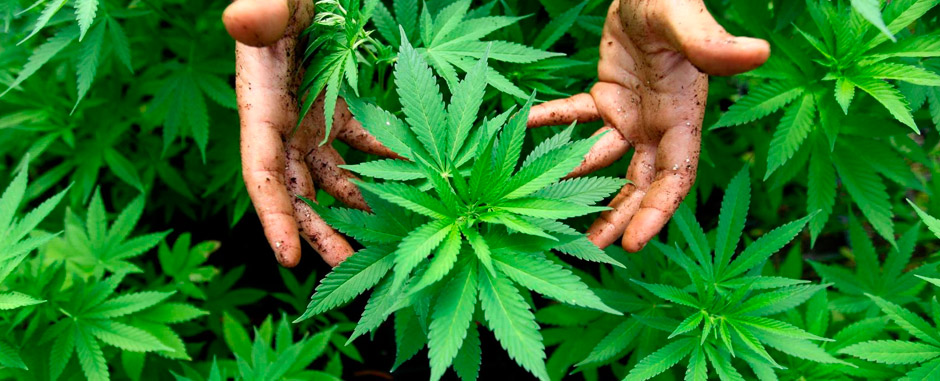 Canopy Growth Corp (NYSE:CGC): A Pot Stock Looking To Break Out On Solid Fundamentals