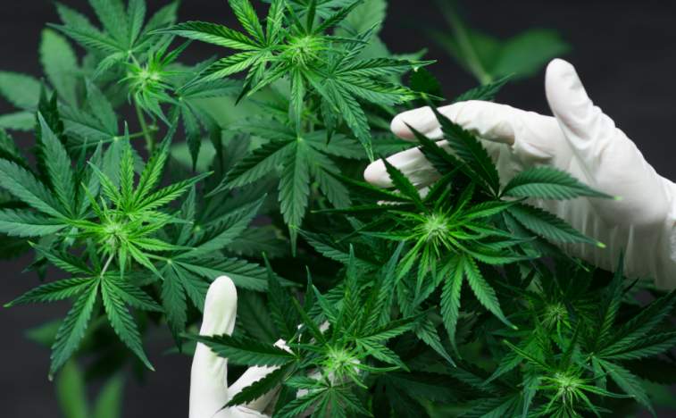 Kaneh Bosm Biotechnology Inc. (CNSX:KBB) Acquisition Strategy Makes It A Potential Breakout Stock