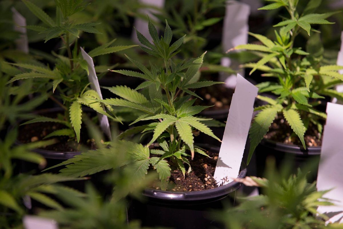 Liberty Health Sciences Inc (CNSX:LHS) is Gradually Becoming a Major Cannabis Player