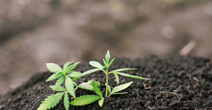Crop Infrastructure Corp. (CNSX:CROP) Due For A Bounce On Solid Fundamentals