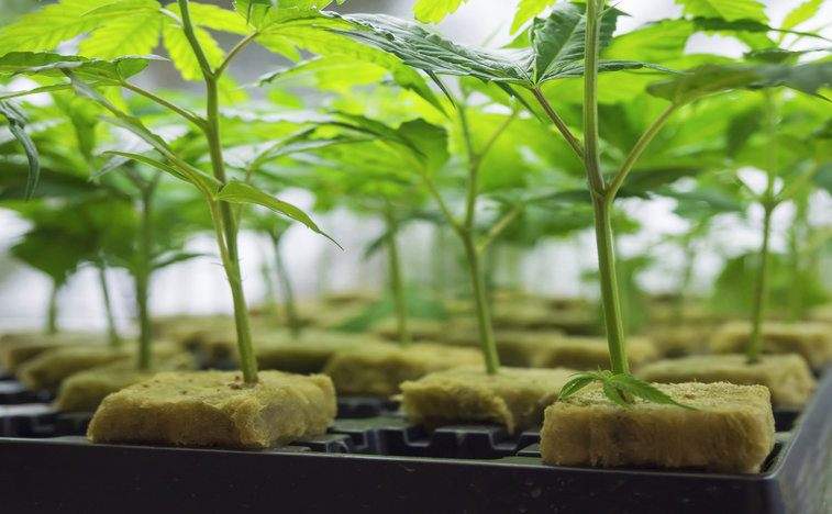 The Share Price of PreveCeutical Medical Inc (CNSX:PREV) Is About to Soar Again