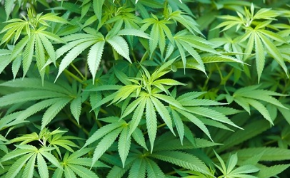 Golden Leaf Holdings Ltd (CNSX:GLH) Ready To Explode On Improving Fundamentals