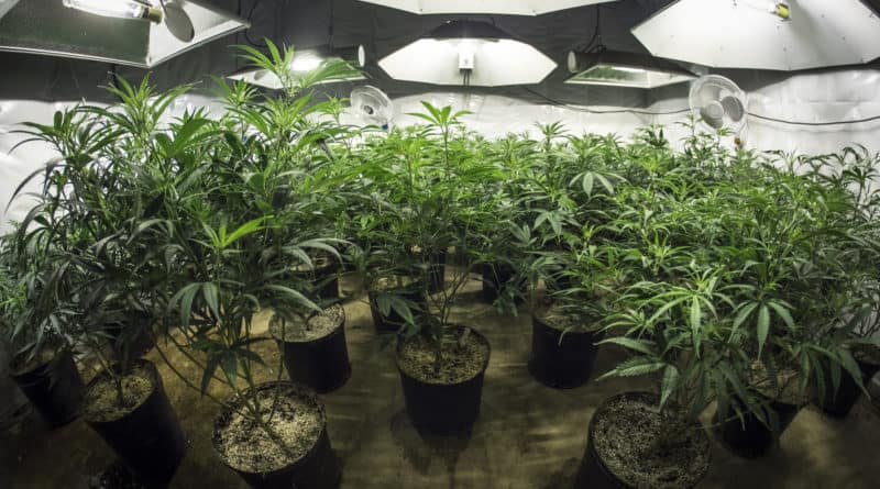 MPX Bioceutical Corp (OTCMKTS:MPXEF) Surging Ahead of iAnthus Capital Holdings Inc (OTCMKTS:ITHUF) Merger
