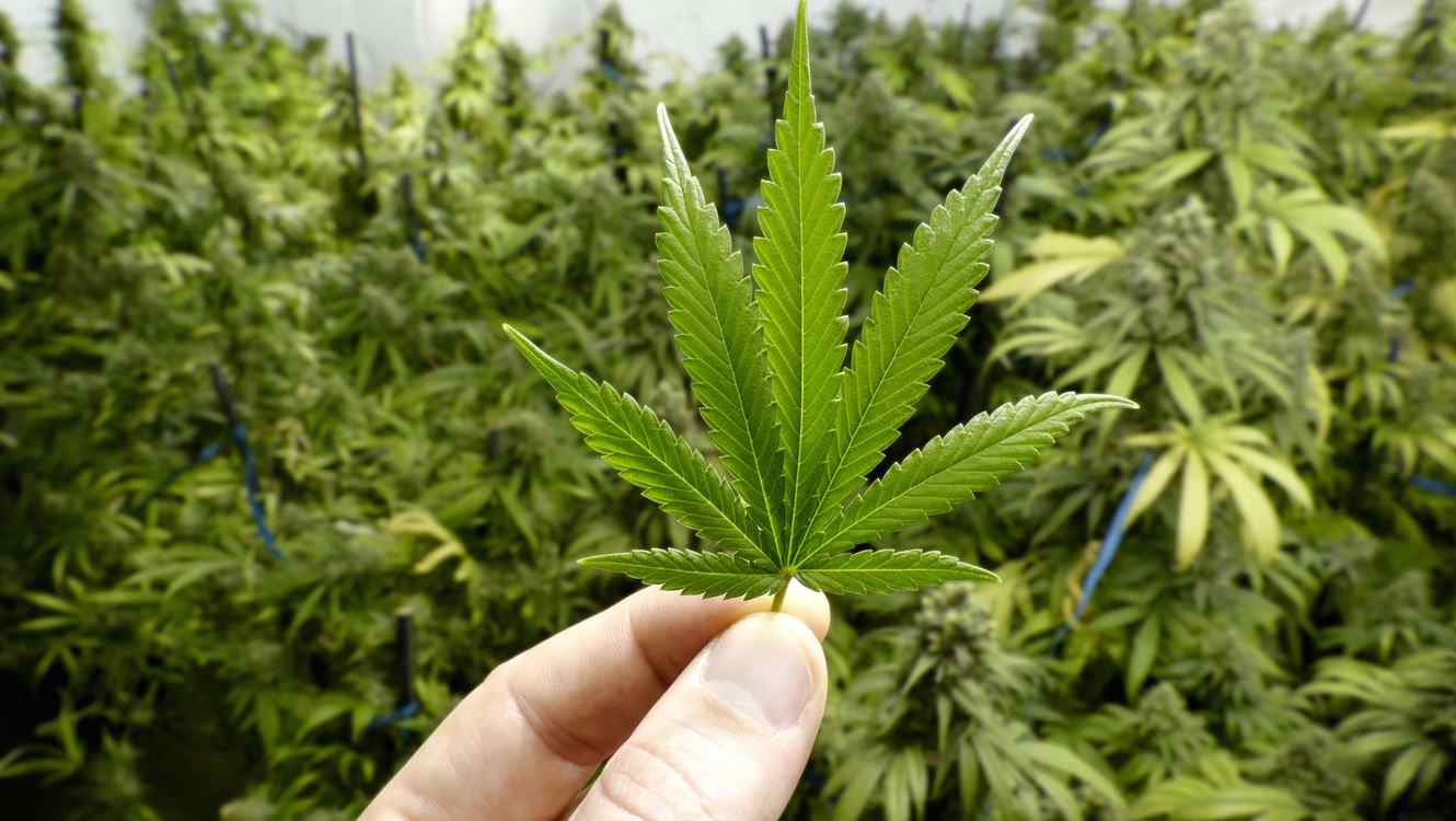 Sales Growth Could Trigger A Bounce In General Cannabis Corp (OTCMKTS:CANN)
