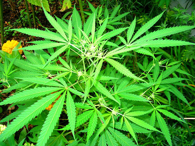 RushNet Inc (OTCMKTS:RSHN) Is The Proud Owner of One of the Largest Hemp Facilities