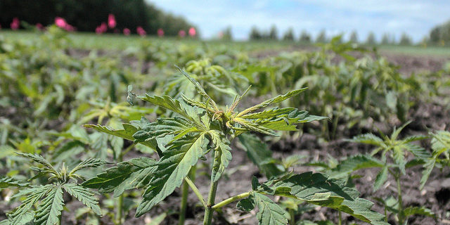 Hemp Inc (OTCMKTS:HEMP) Keeps Giving On Pullbacks