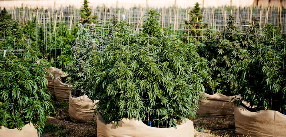 New Age Farm Inc (CNSX:NF) Up By More Than 100%, What Next?