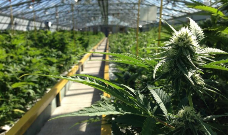 Supreme Cannabis Company Inc (OTCMKTS:SPRWF) A Breakout Stock On Recreational Cannabis