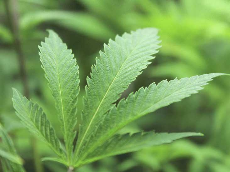 MariMed Inc (OTCMKTS:MRMD) Heading Higher On Positive Outlook