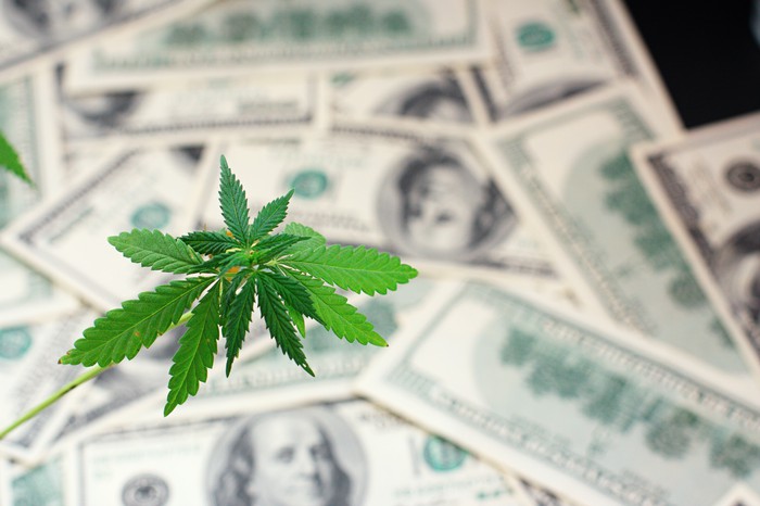 Tilray Inc (NASDAQ:TLRY) Looks Overvalued After Rally