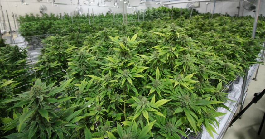 WeedMD Inc (OTCMKTS:WDDMF) Bulls Overpower Bears