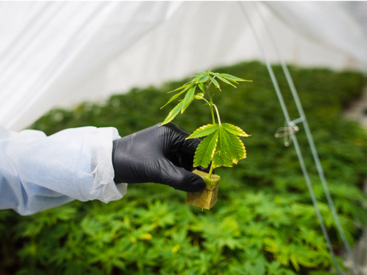 Cure Pharmaceutical Holding Corp (OTCMKTS:CURR) Surging on Canopy Growth Corp (NYSE: CGC) Licensing Deal