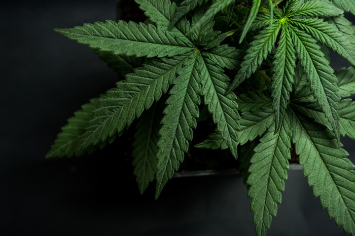 OrganiGram Holdings Inc (OTCMKTS:OGRMF) Keeps On Giving