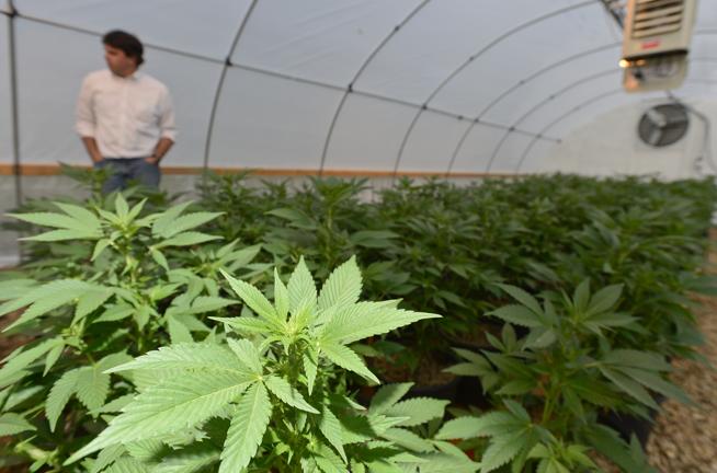 Emerald Health Therapeutics Inc (OTCMKTS:EMHTF) Is An Exciting Cannabis Play