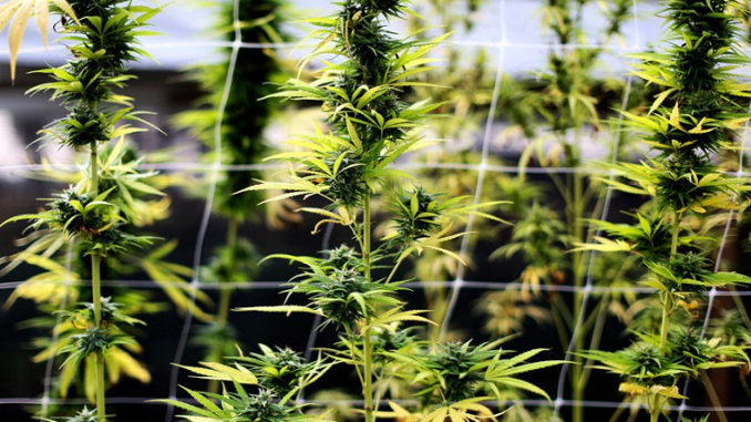 CannaRoyalty Corp (OTCMKTS:CNNRF): Wait For Pullbacks After 60% Plus Rally