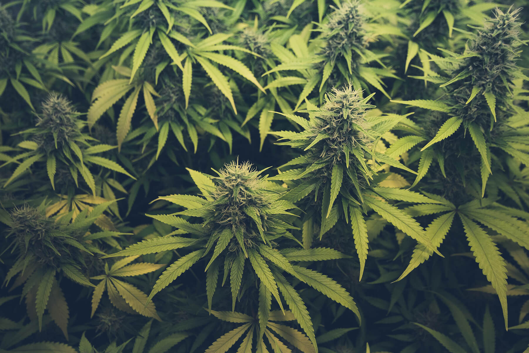 Cannabis Sativa Inc (OTCMKTS:CBDS) Under Pressure From Shorts