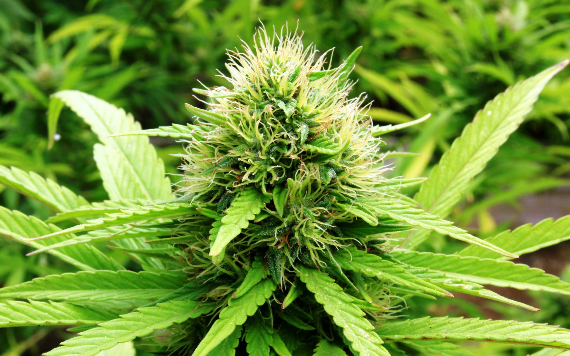 Canada House Wellness Group Inc (CNSX:CHV) A Breakout Play As Bulls Overpower Bears