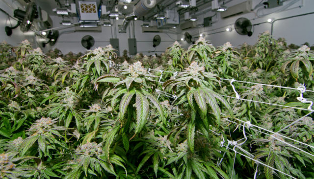 Leafbuyer Technologies Inc (OTCMKTS:LBUY) Riding Cannabis And Blockchain Higher