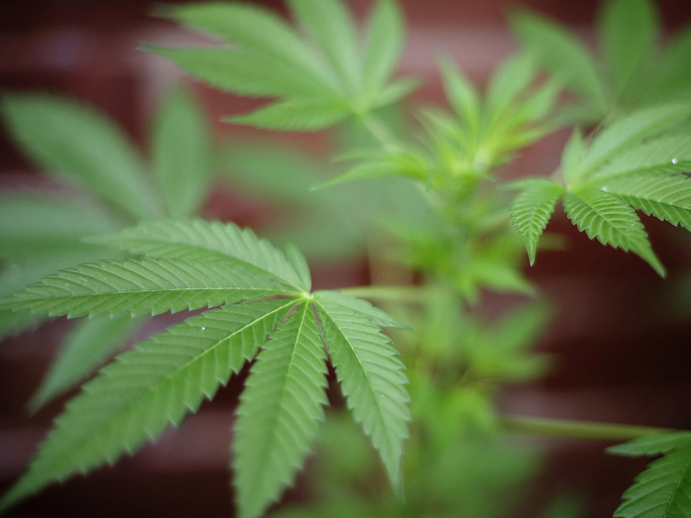Scythian Biosciences Corp (CNSX:SCYB) Focused On Venturing Into the U.S. Market