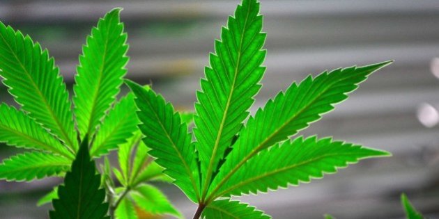 Trulieve Cannabis (CNSX:TRUL) Is The Newest Listed Canadian Cannabis Play