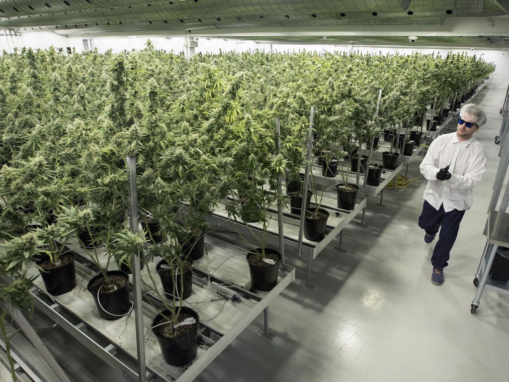 Future Farm Technologies Inc (CNSX:FFT) Has Partnered With Tilray Alumni for Its Next Development Phase