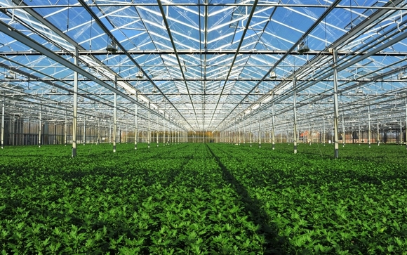 Village Farms International Inc (OTCMKTS:VFFIF) Cannabis Operations Gain Traction