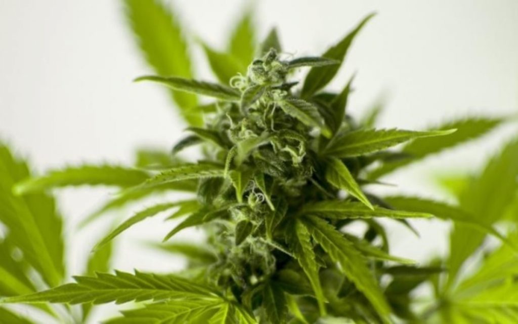 The Greater Cannabis Company, Inc. (OTCMKTS:GCAN) Making Big Moves