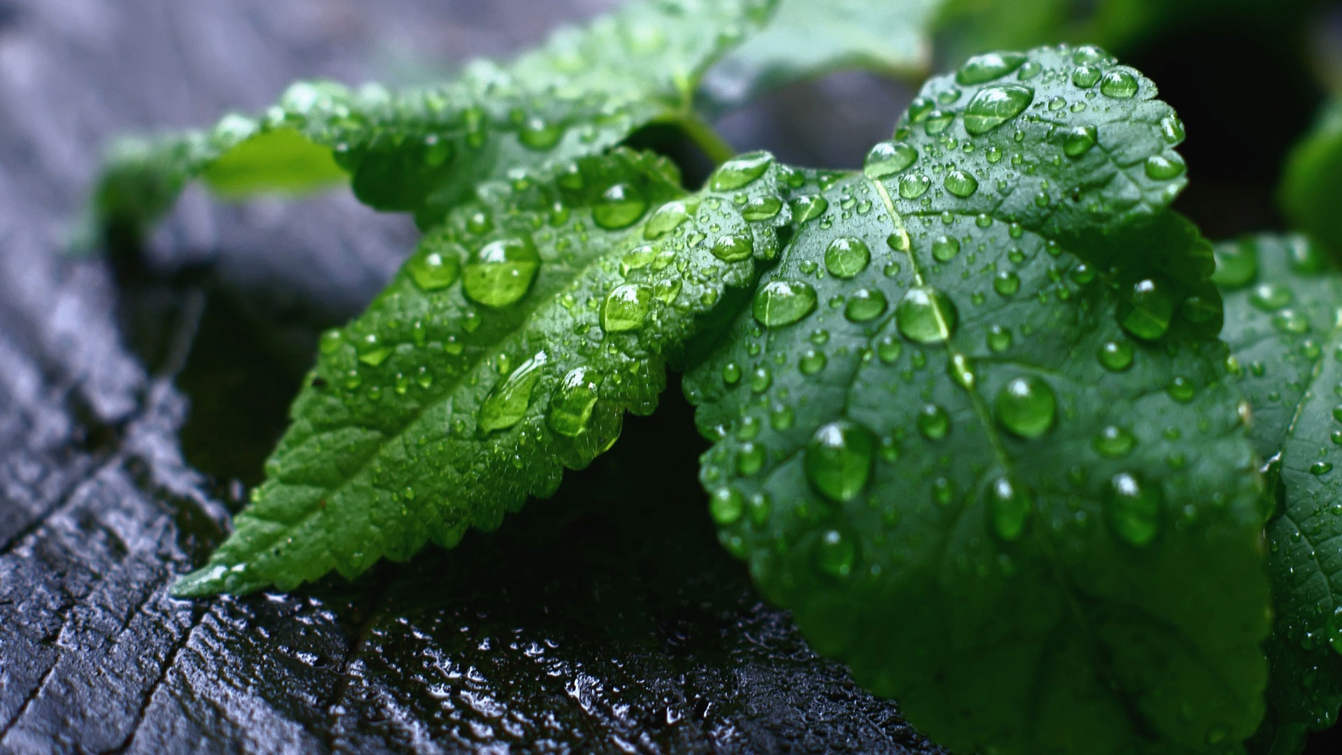 Spearmint Resources Inc (CNSX:SPMT) Bear Run Shows Signs Of Exhaustion After Golden Triangle Footprint Expansion
