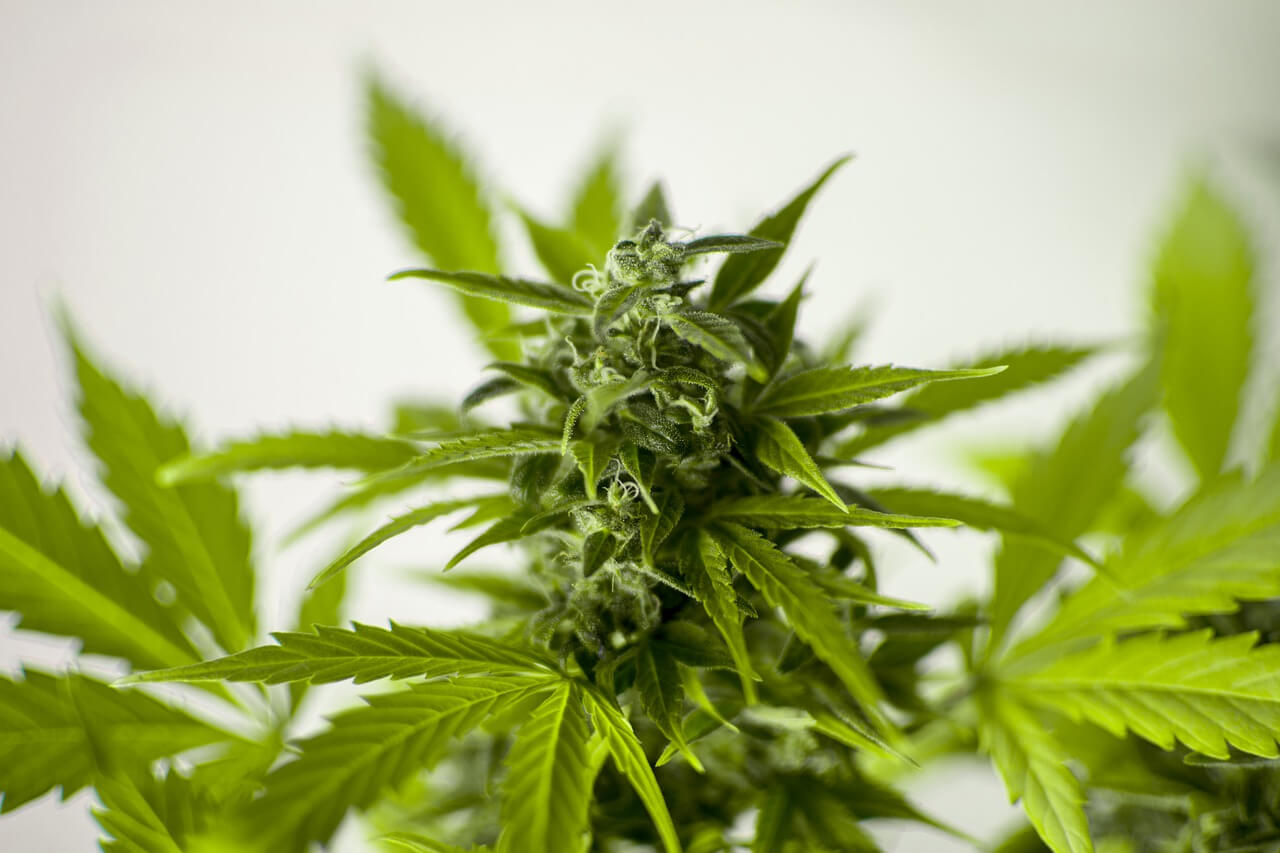 Time To Buy PotNetwork Holdings Inc (OTCMKTS:POTN) On The Dip