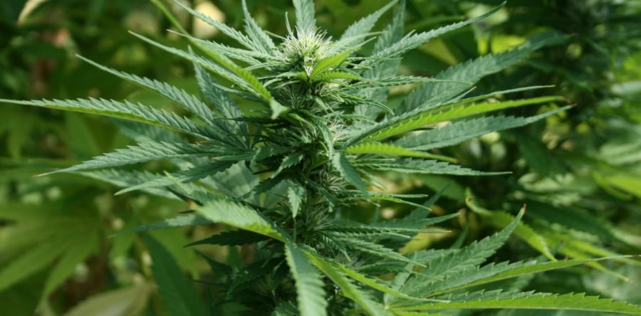 MJ Holdings Inc (OTCMKTS:MJNE) Eyes Growth Through Acquisitions and Five New Dispensaries