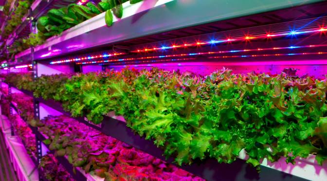 Flower One Holdings Inc (CNSX:FONE) An Exciting Pick For Gaining Exposure Into Nevada Cannabis Market