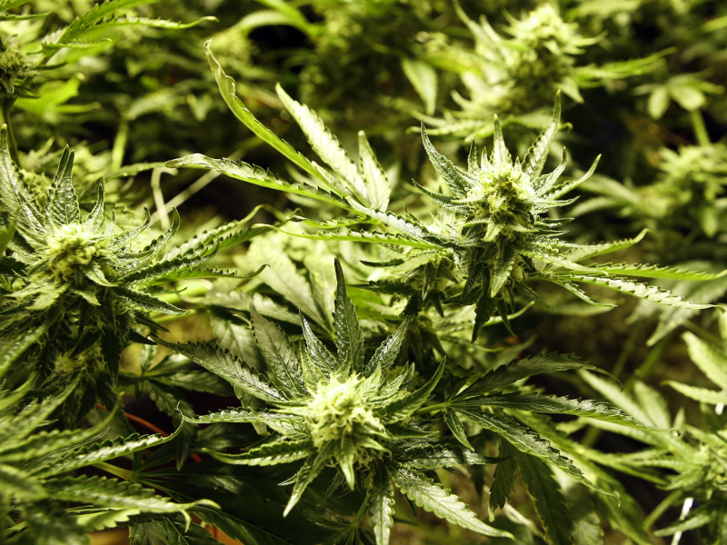 Supreme Cannabis Company Inc (CVE:FIRE) Looks Undervalued