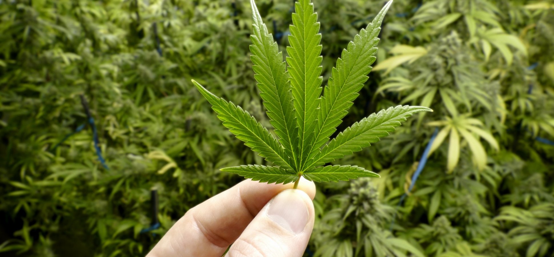 Harvest One Cannabis Inc (CVE:HVT) Has Big Upside Potential