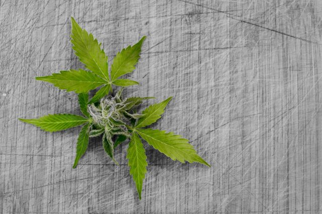 CV Sciences Inc (OTCMKTS: CVSI) Is A Buy After Recent Minor Correction