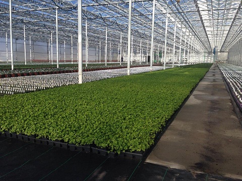The Undervalued and Expanding Terra Tech Corp (OTCMKTS:TRTC) Set For a Comeback
