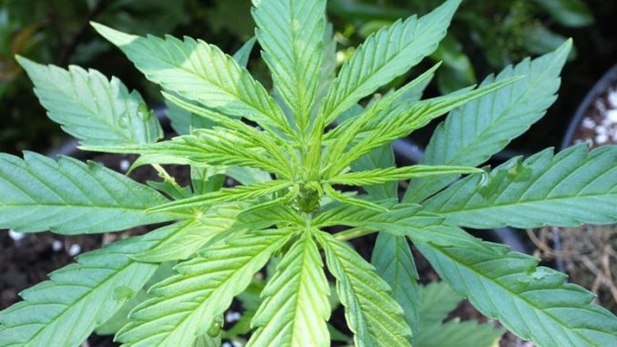 MariMed Inc (OTCMKTS:MRMD) A First-Mover In New Jersey