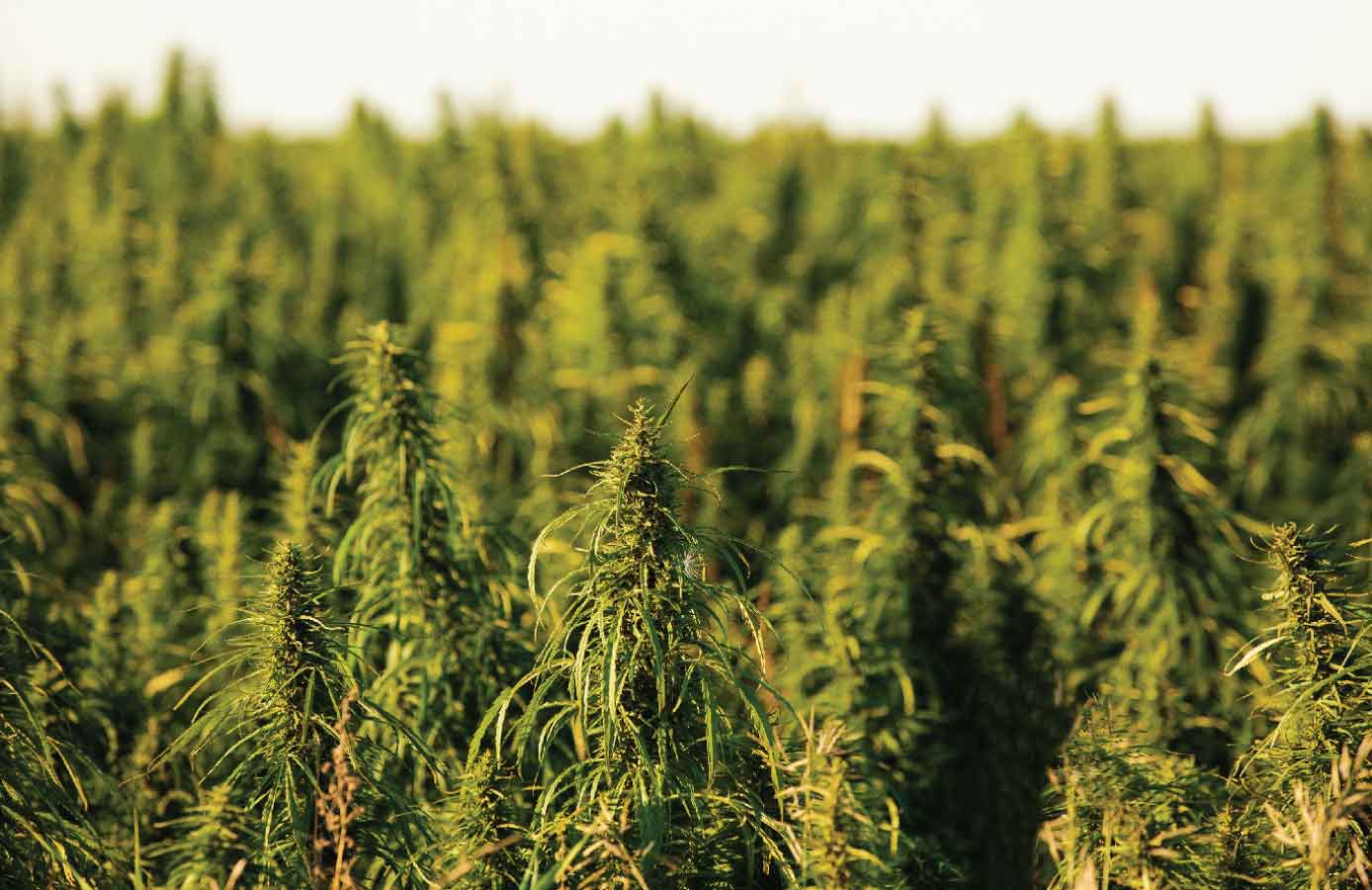 Enviro-Serv Inc (OTCMKTS:EVSV) Eyeing The $10 billion Industrial Hemp Market